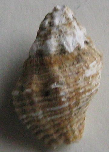 Ocenebra producta???